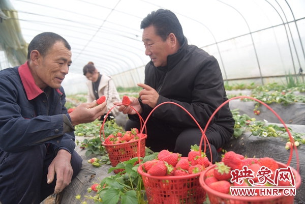 杞县：特色种植“莓”出幸福生活
