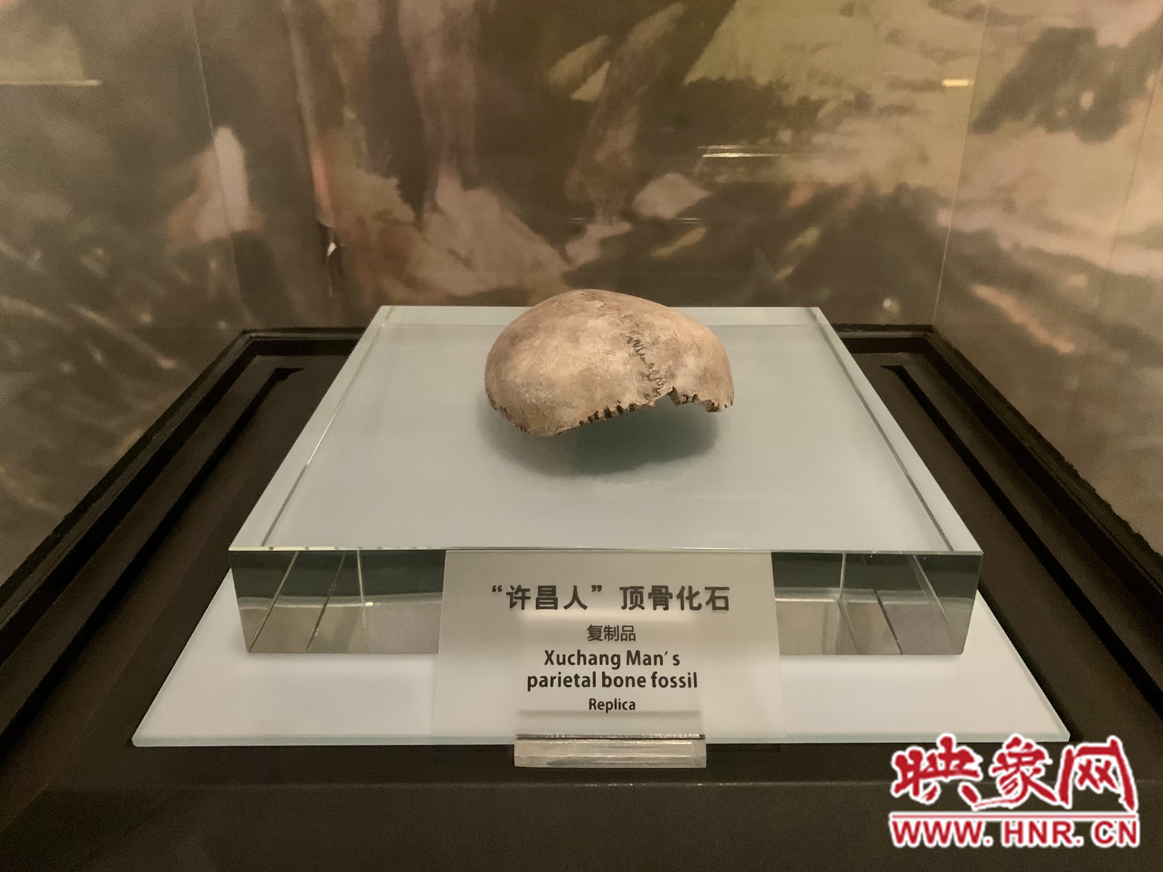 问物河南3000年|“许昌人”头盖骨化石：追溯人类的起源 填补断代空白