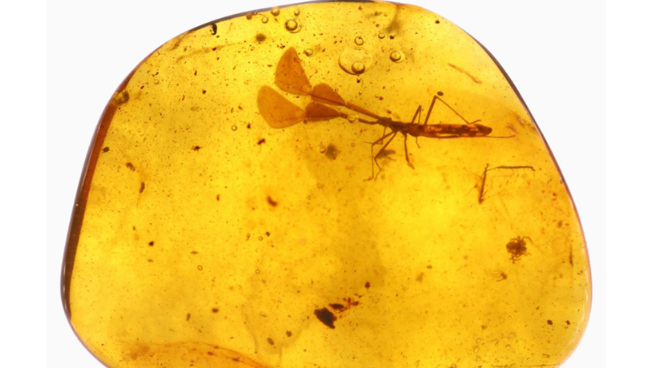 亿万年前“大角怪”首次亮相 中国科学家发现恐龙时代昆虫新物种