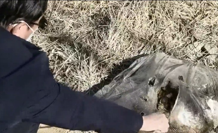 再访发现死猪的黄河国堤： “第一时间处置”后 死畜垃圾依然存在