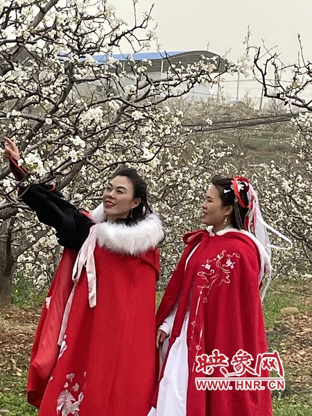 平顶山：鲁山县首届“酥梨文化节”开幕
