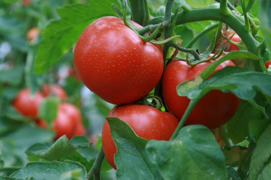 遂平县沈寨镇沈庄村西红柿映红群众致富路