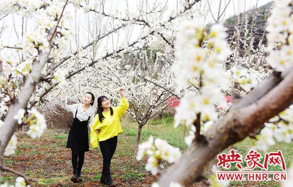南阳市淅川县老城镇第二届李花节将于3月8日盛大开幕 