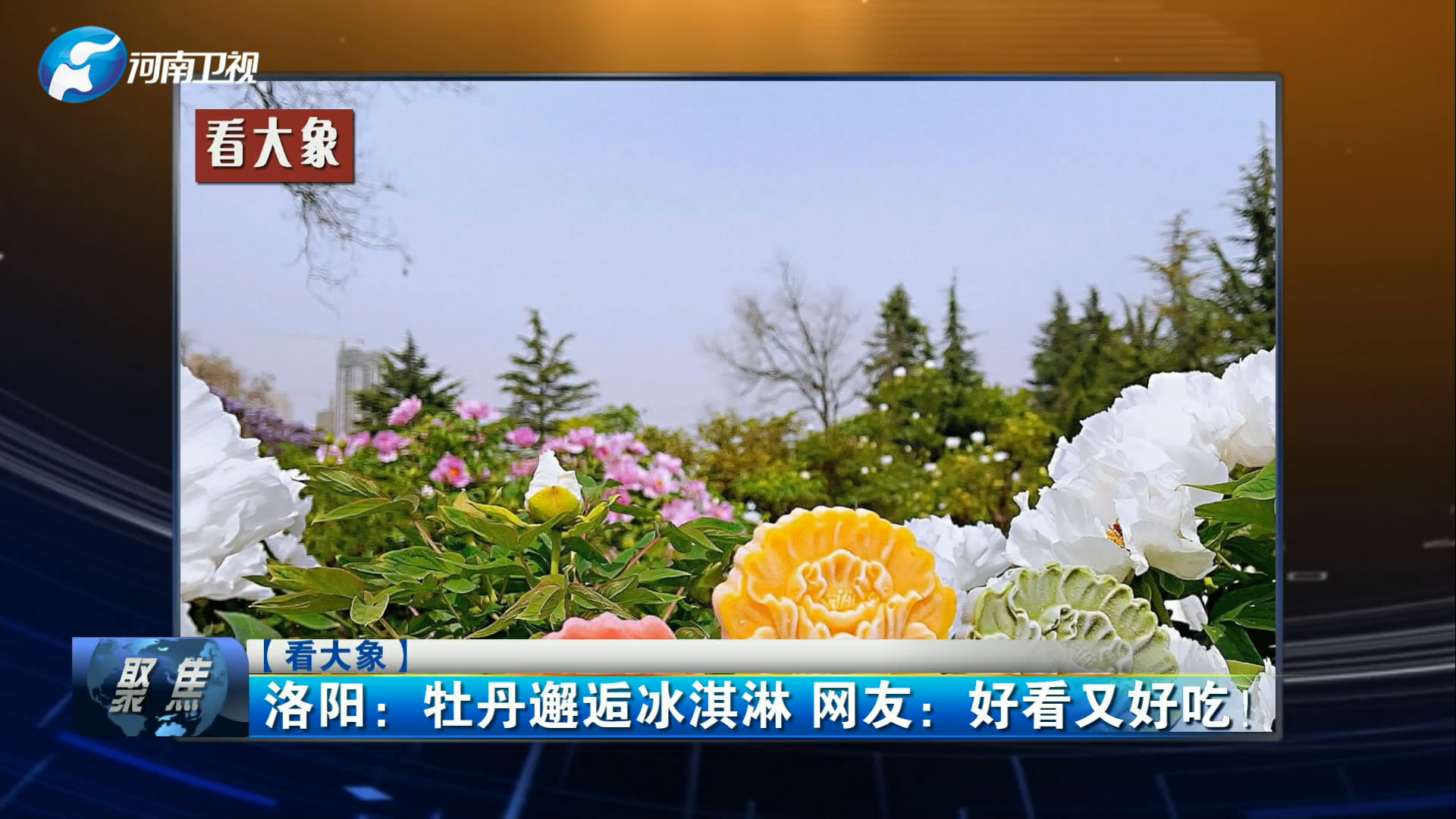 看大象洛阳红绿灯变牡丹形网友好看牡丹邂逅冰淇淋网友好看又好吃