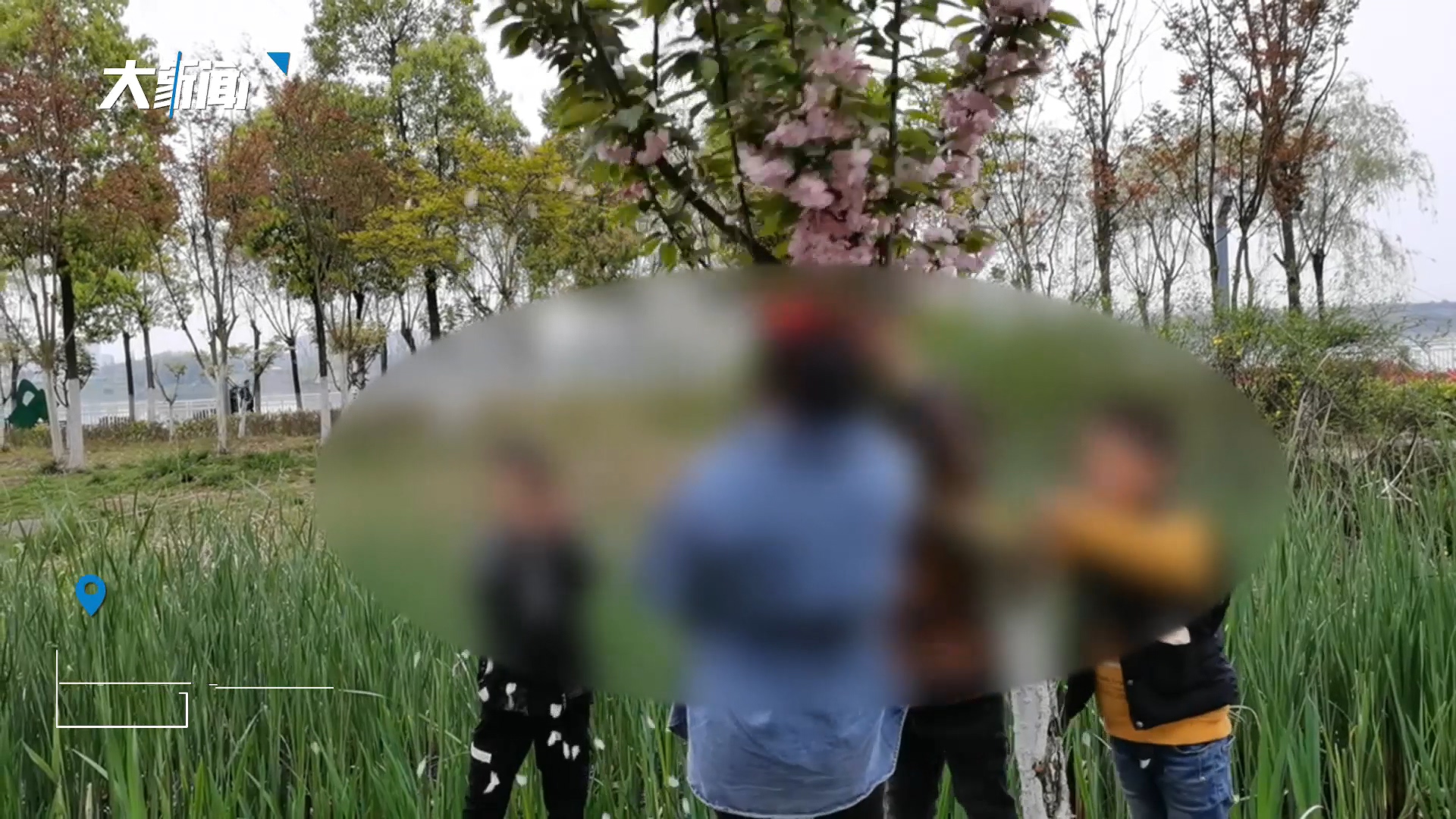 孩子为让姐姐拍照狂摇樱花树