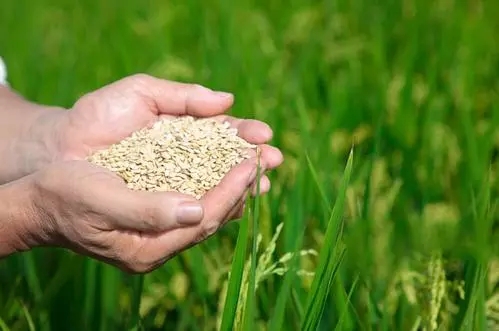 河南省粮食和物资储备局2020年度调研课题工作取得丰硕成果