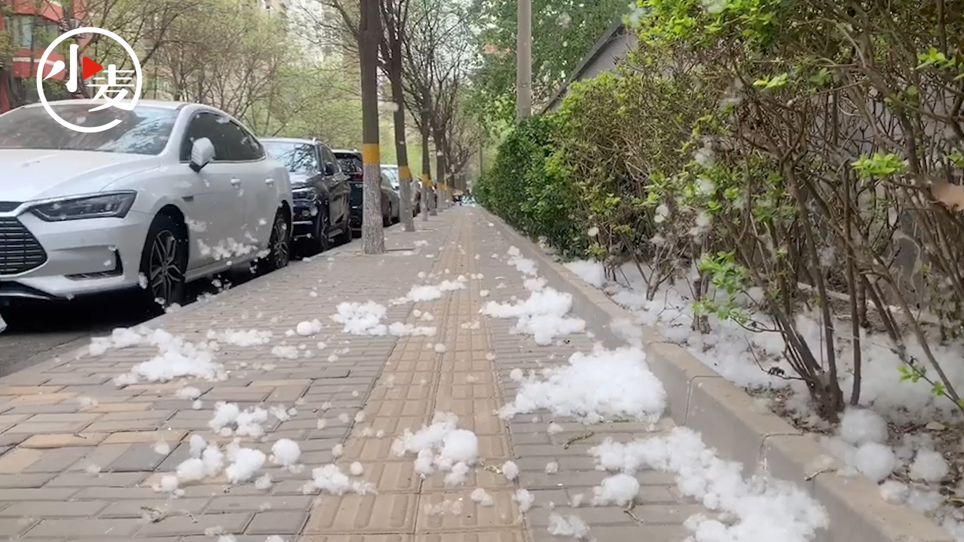 北京城区飞絮漫天如鹅毛大雪02市民简直无法呼吸