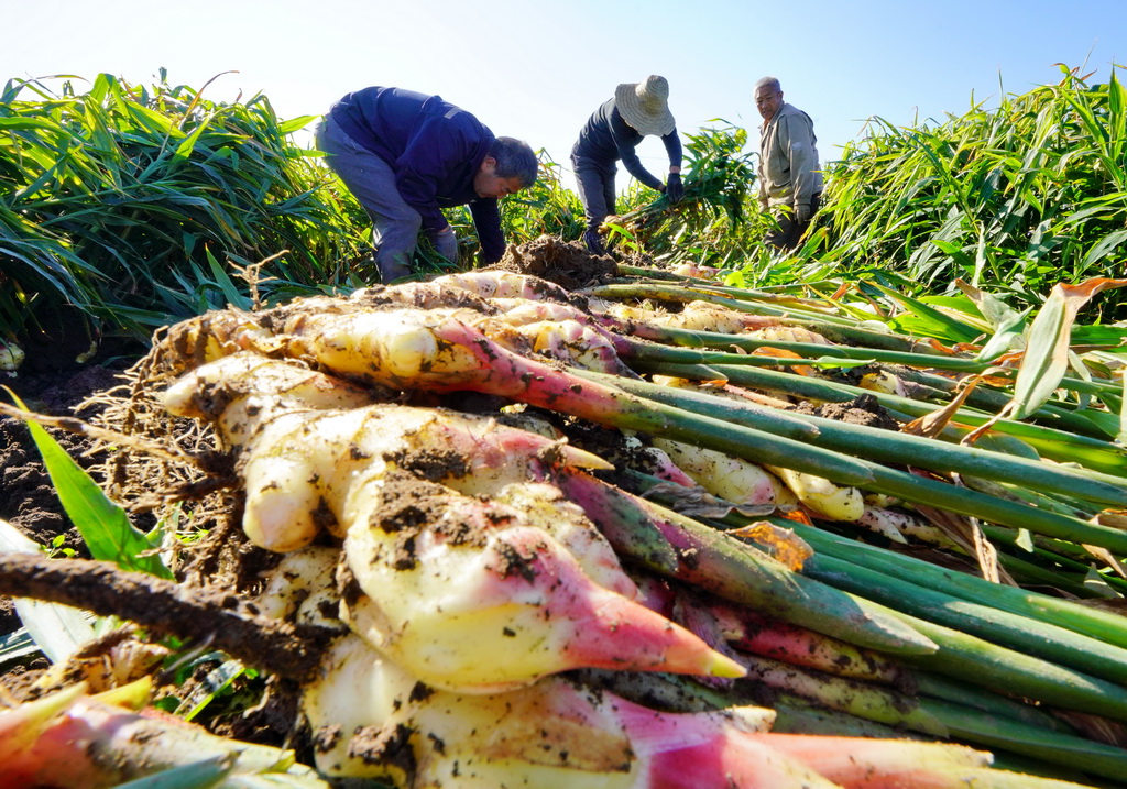 宝丰县生姜种植让沃野生金