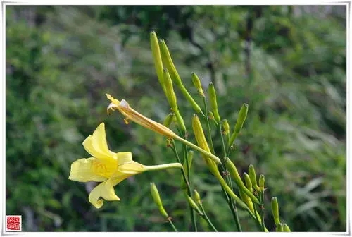 世上真有忘忧草？ 或许还是你的“菜”