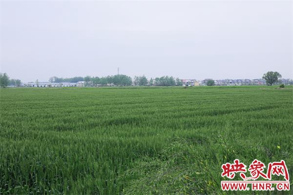 淮滨：高标准农田建设让万亩农田成“聚宝盆”