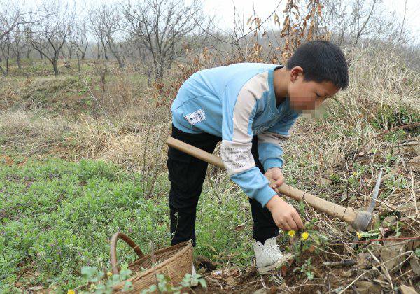 哥哥患癌药费难筹，12岁男孩挖野菜换钱替父母分担 