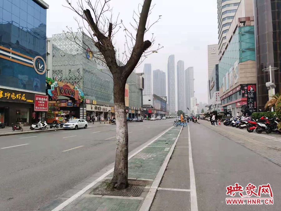 郑州太康路地下已空不适合种树 市民呼吁赶快将三棵濒死之树移走