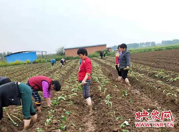 邓州市九龙镇:小红薯助力乡村振兴“大产业”