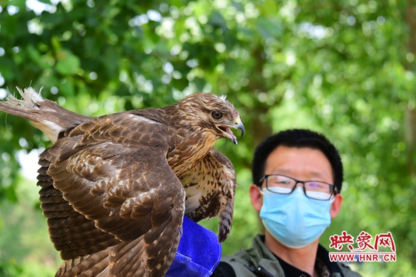 万物和谐！河南省第40届“爱鸟周”结束 20只（头）野生动物回归大自然