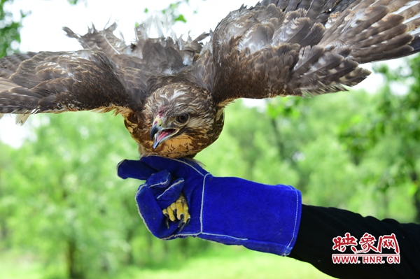 万物和谐！河南省第40届“爱鸟周”结束 20只（头）野生动物回归大自然