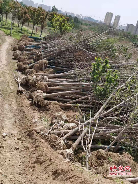数百棵待栽树木“干”放近一月 郑州市民：别让树木活活“渴”死