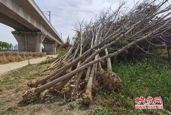 数百棵待栽树木“干”放近一月 郑州市民：别让树木活活“渴”死