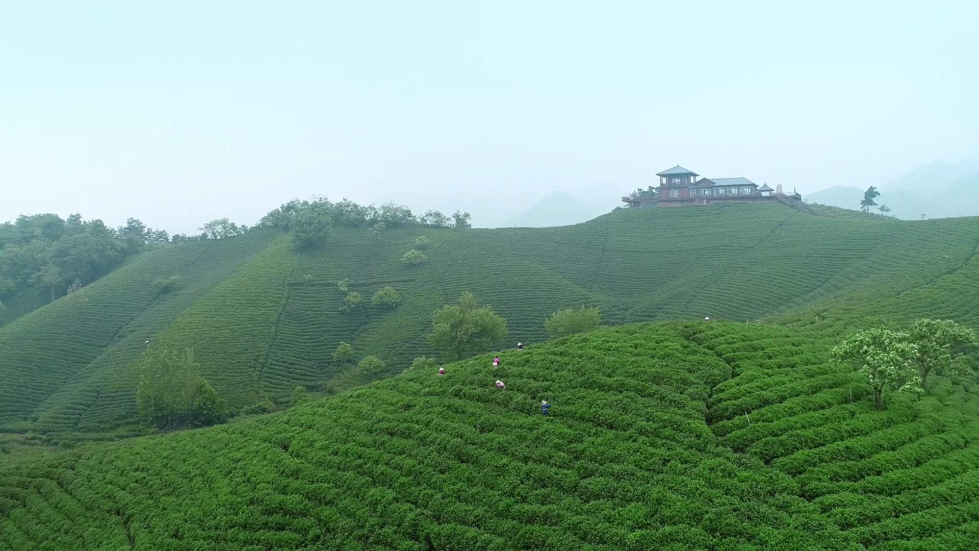 信阳浉河港茶山图片