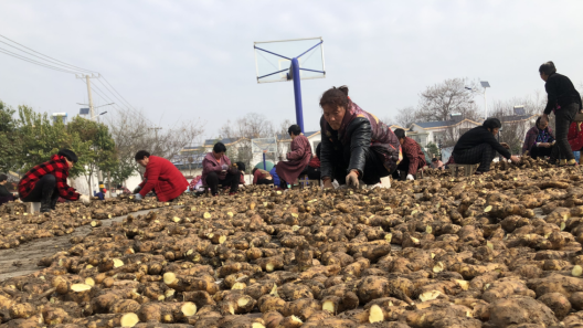 整地备耕种姜忙 乡村振兴产业旺