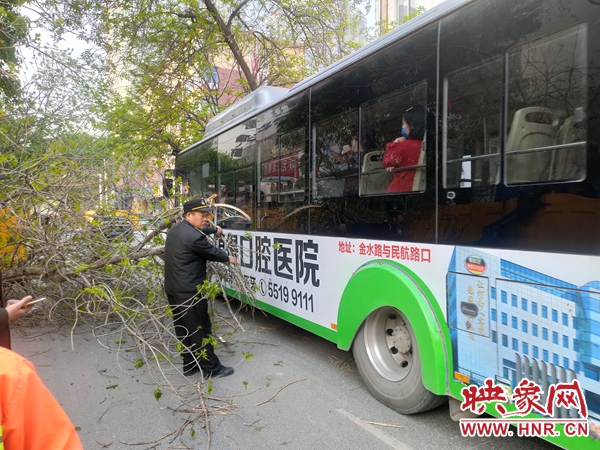郑州：大树被水泥罐车挂断阻挡主干道 绿化人员及时处理
