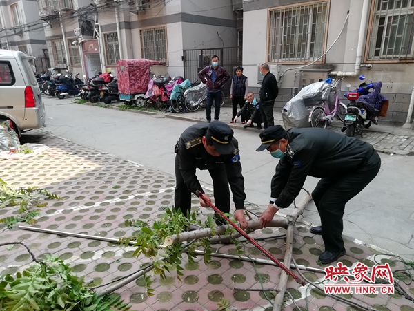 郑州一独居老人小区内种植香椿树挡了邻居采光 无奈寻求帮助