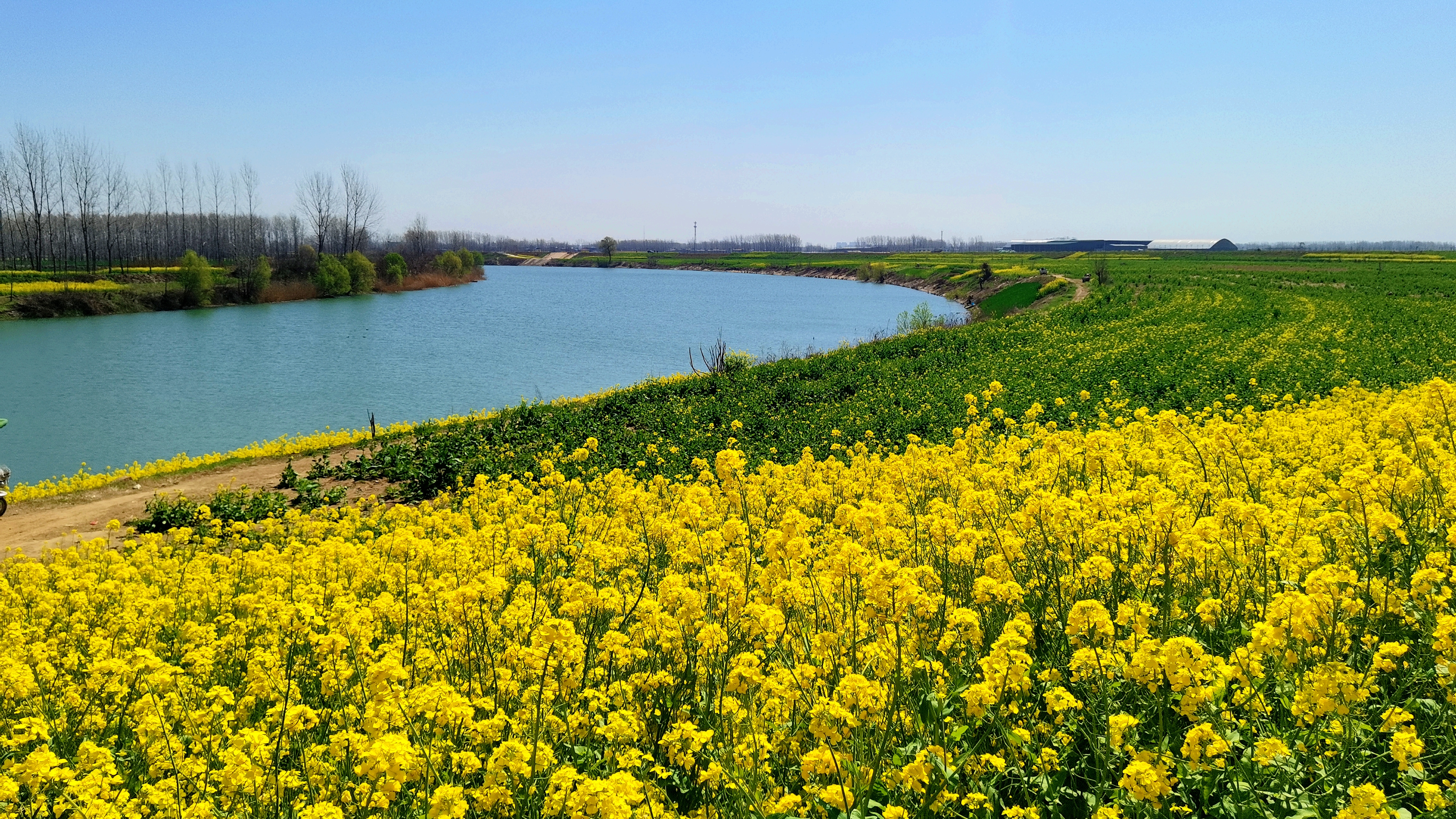 一场与春天的约会商水2021首届金色花田乐游汇明日开幕