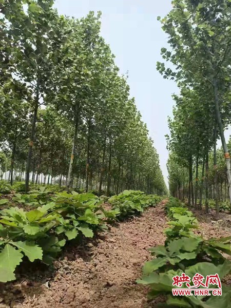 国有襄城县林场大力发展槲树苗圃基地建设