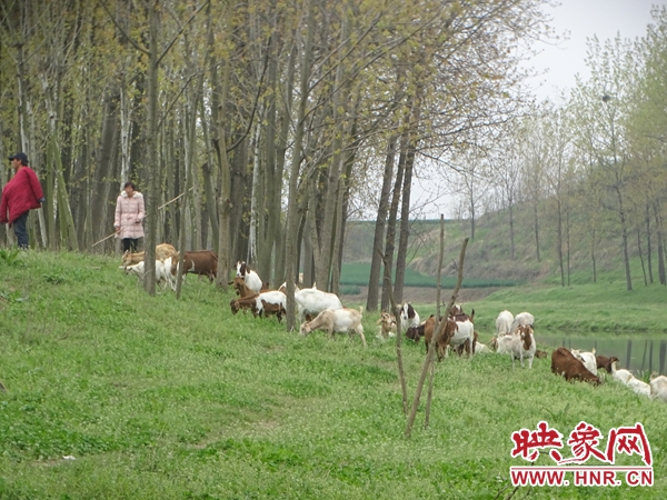 汝南县常兴镇：发展畜牧产业 促进农民增收