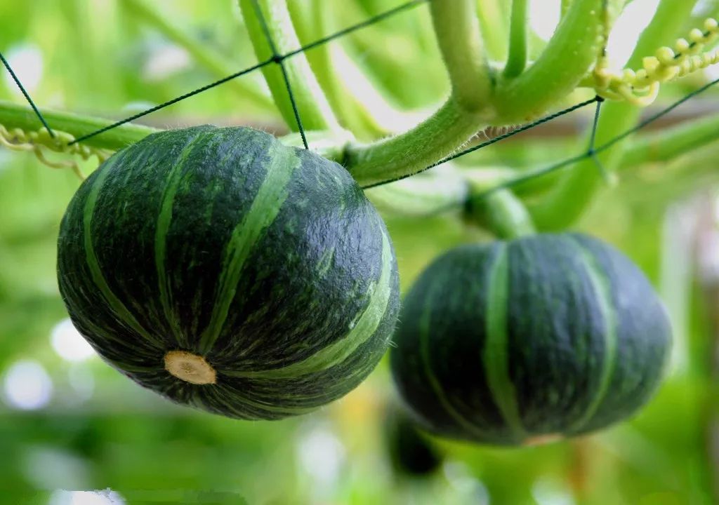 尉氏县南瓜种植高产关键技术