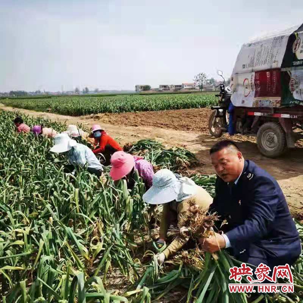 杞县:税收助力 打响乡村振兴金“蒜”盘
