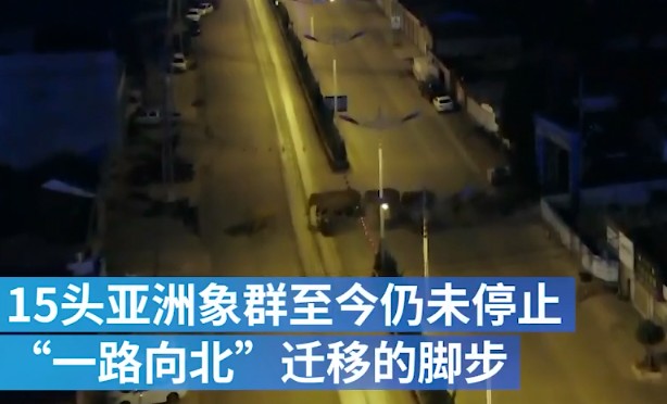 云南15头亚洲象一路向北迁移 当地用大型机械封堵道路
