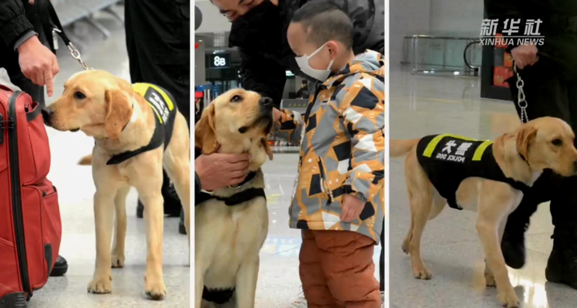 无绳遛狗违法！警犬演示遛狗有效拴绳