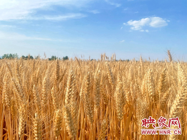 郏县冢头镇5万亩小麦开镰收割