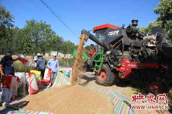 鲁山县:“托管班”里的1500亩农田亩均增产150余公斤