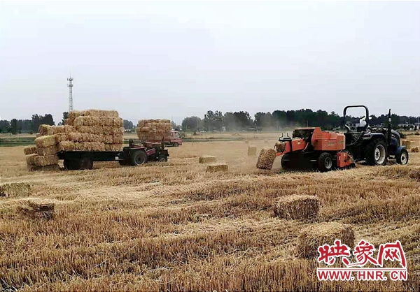 泌阳县“三夏”麦收已经结束 夏种模式正式启动