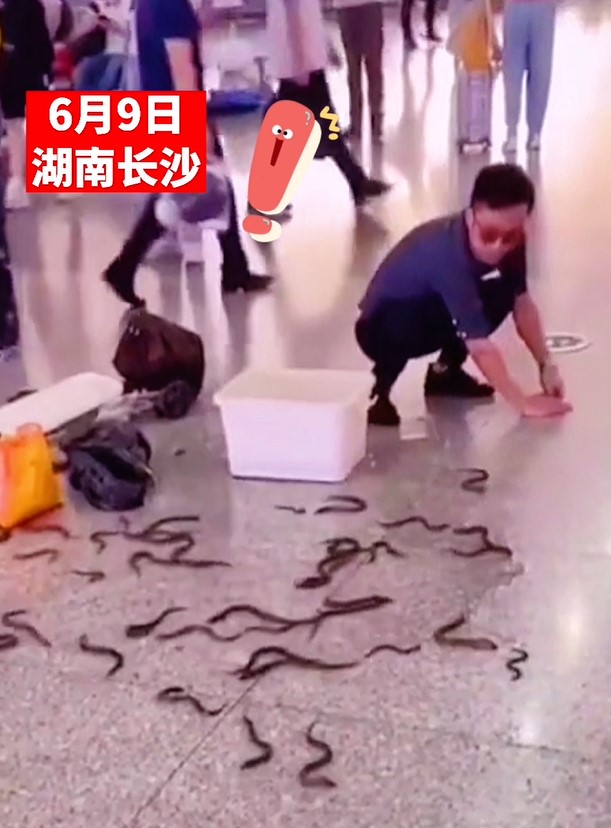 火车站一男子不小心将一箱鳝鱼散落一地，你敢上前帮忙吗？