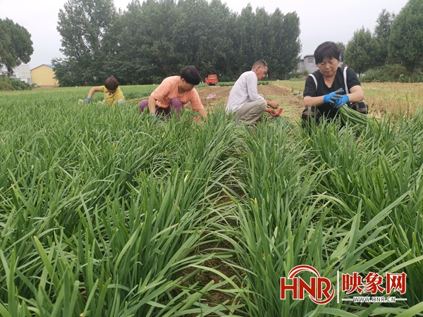 发展特色蔬菜种植项目 鲁山县麦庄村韭菜种植助民增收