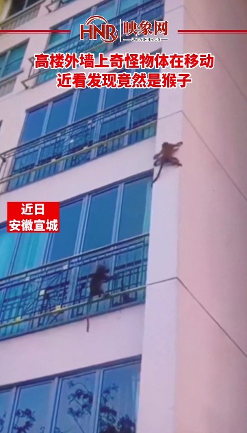 高楼外墙上奇怪物体在移动 近看发现竟然是猴子