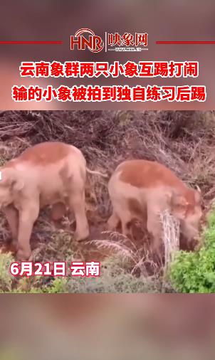 云南象群两只小象互踢打闹 输的小象被拍到独自练习后踢