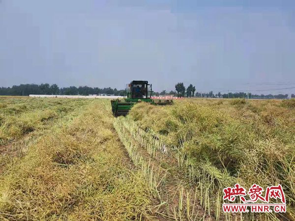 宝丰县：七万亩高标准农田小麦和油菜喜获丰收