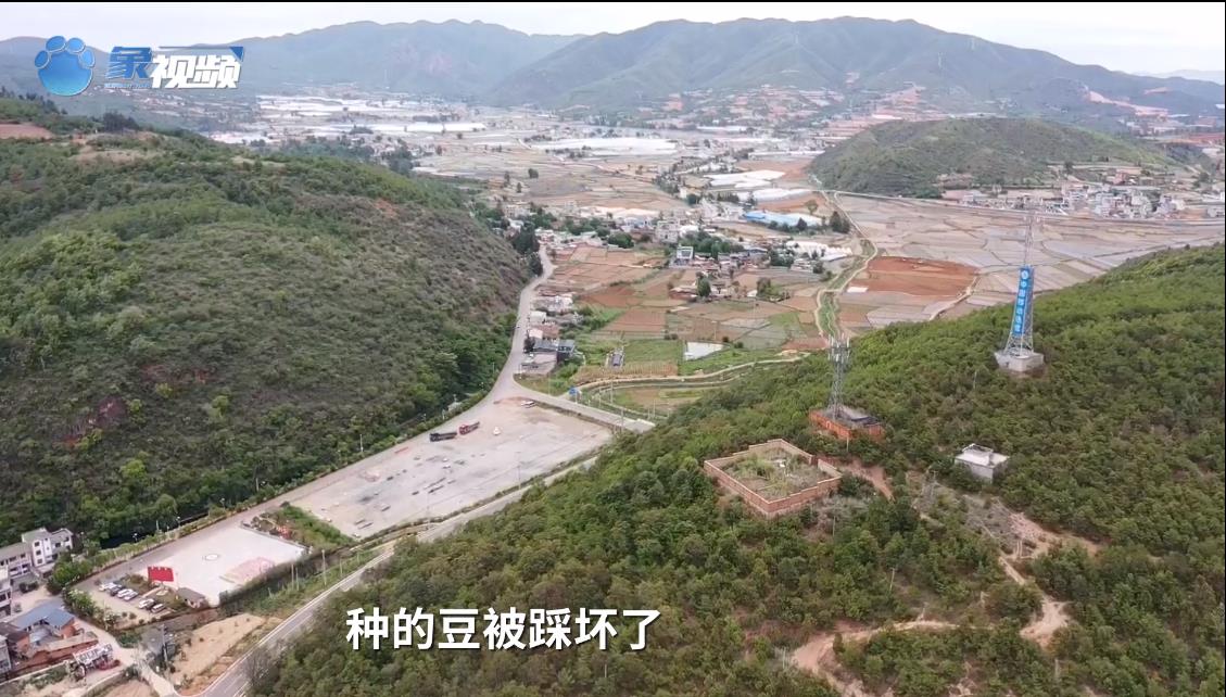 北迁象群改变方向！“逛吃”途中破坏庄稼，附近村民暂时不能外出