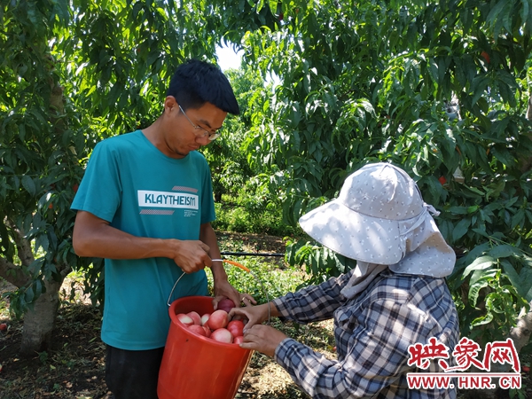 鲁山县 : 返乡创业种黄桃 带动就业效益高