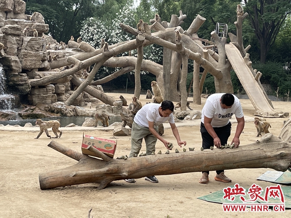 郑州市动物园今年特意为动物们送上了端午“专属福利”