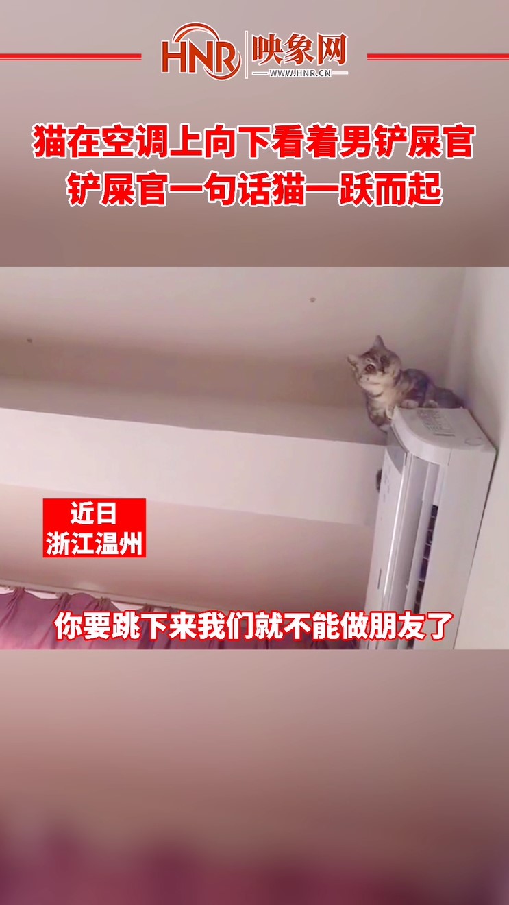 猫在空调上向下看着男铲屎官 铲屎官一句话猫咪一跃而起