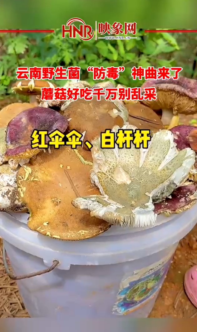 云南野生菌”防毒“神曲来了，蘑菇好吃别乱采