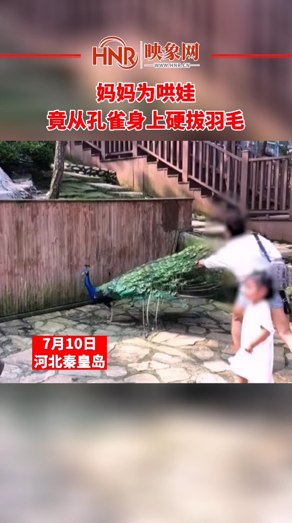 女子为哄娃 竟从孔雀身上硬拔羽毛