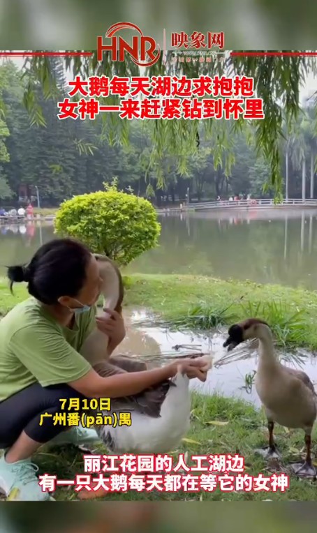 大鹅每天湖边求抱抱！只要它的女神一来 赶紧钻到女神怀里