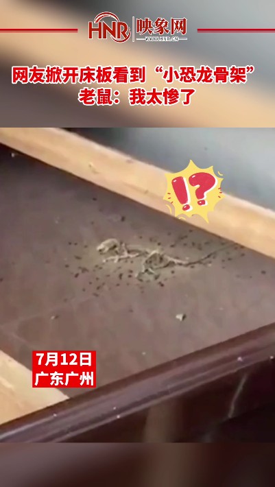 网友掀开床板看到“小恐龙骨架” 老鼠：我太惨了