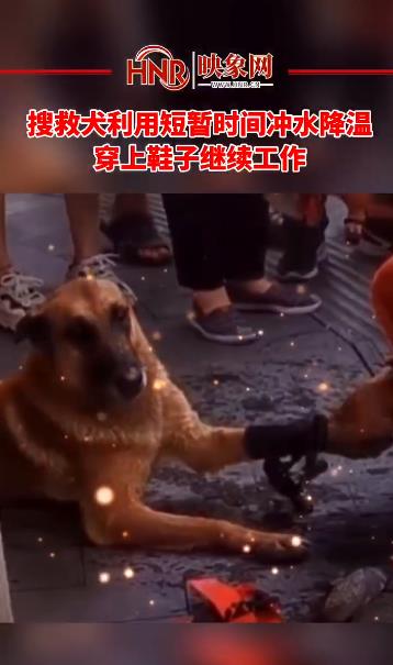 搜救犬利用短暂时间冲水降温，穿上鞋子继续工作
