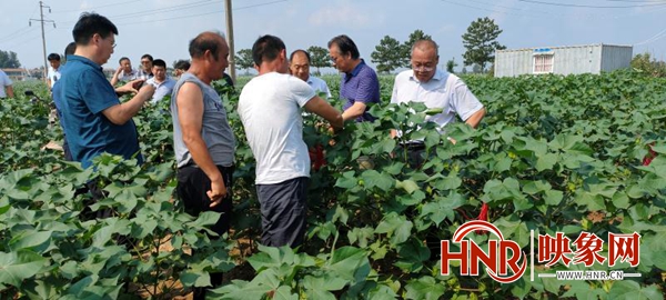 河南省农业农村厅调研组到商丘市调研棉花产业发展工作